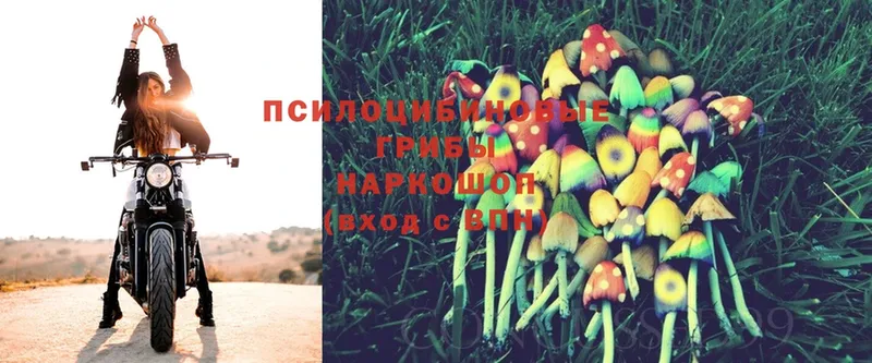 Псилоцибиновые грибы Magic Shrooms  Пыталово 